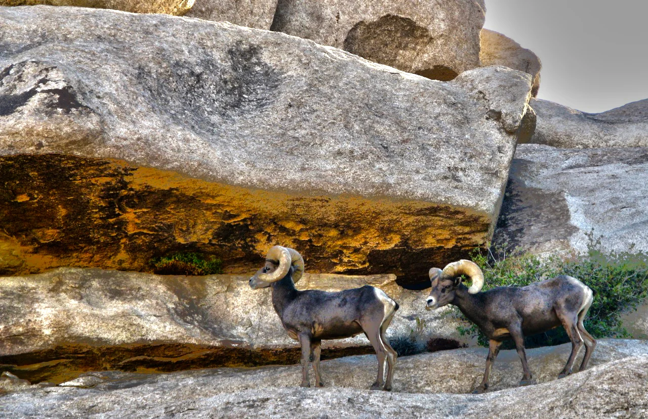 Not a diorama