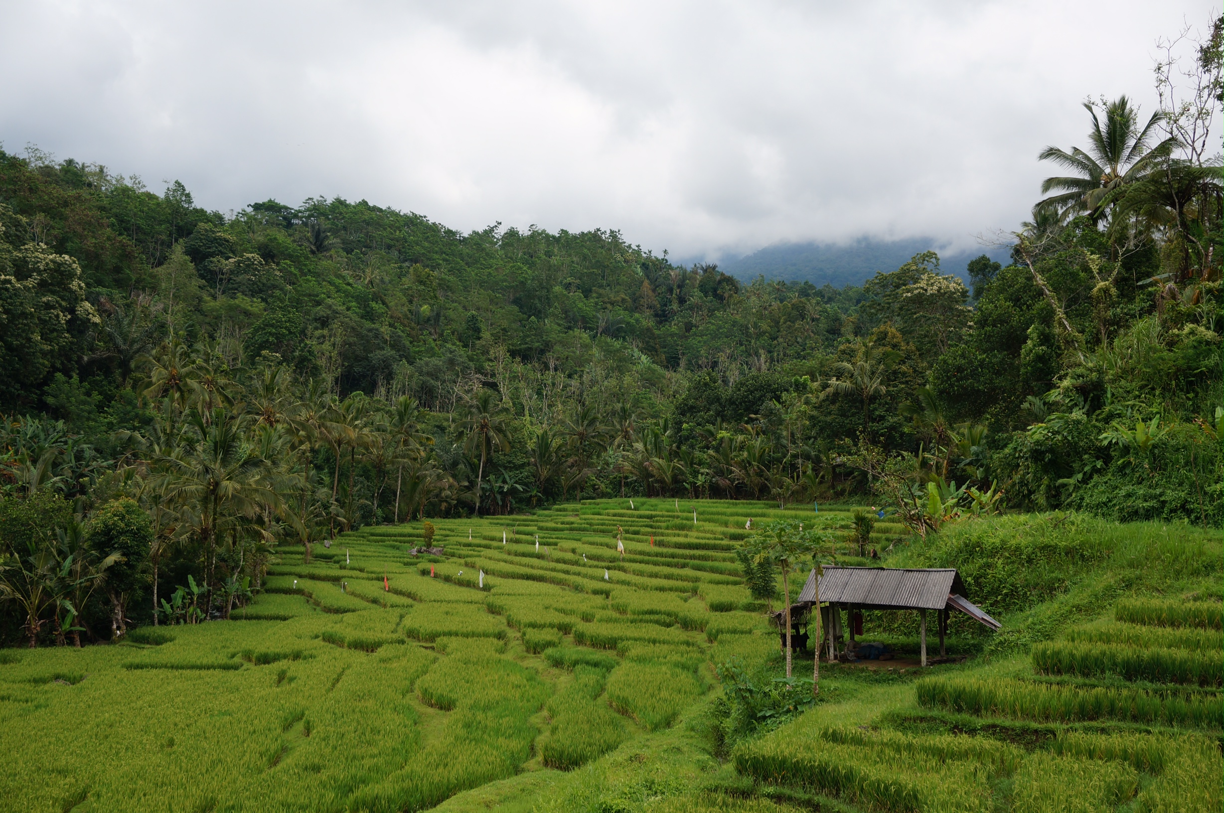 Some rice terraces in Bali, Indonesia