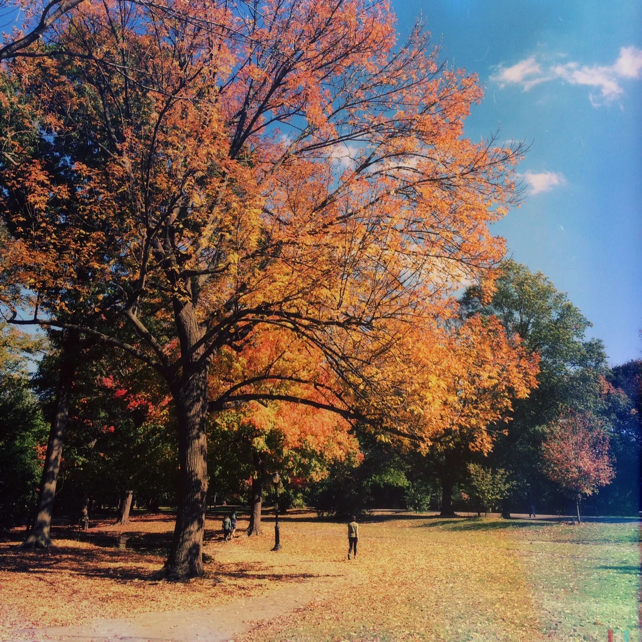 Take a stroll along the many pathways, Prospect Park