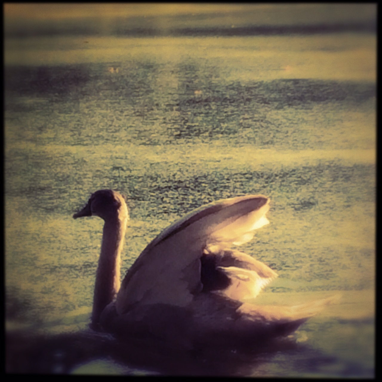 swan.JPG