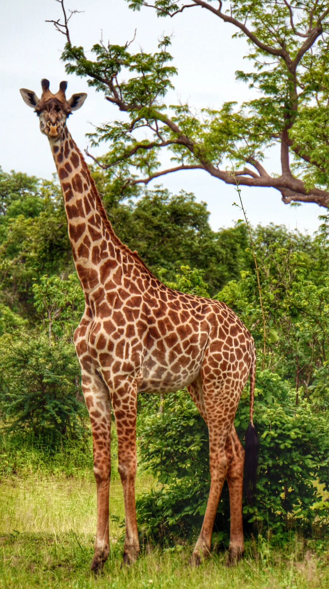 Would I get to see giraffe on my overland trip? I hoped so.