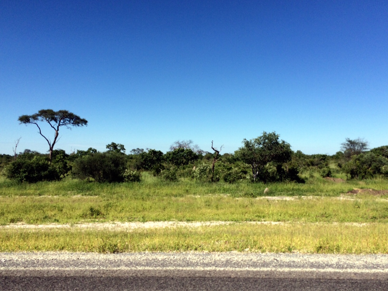 Botswana is very flat...for many kilometers we saw nothing but road, brush and the occasional acacia tree.