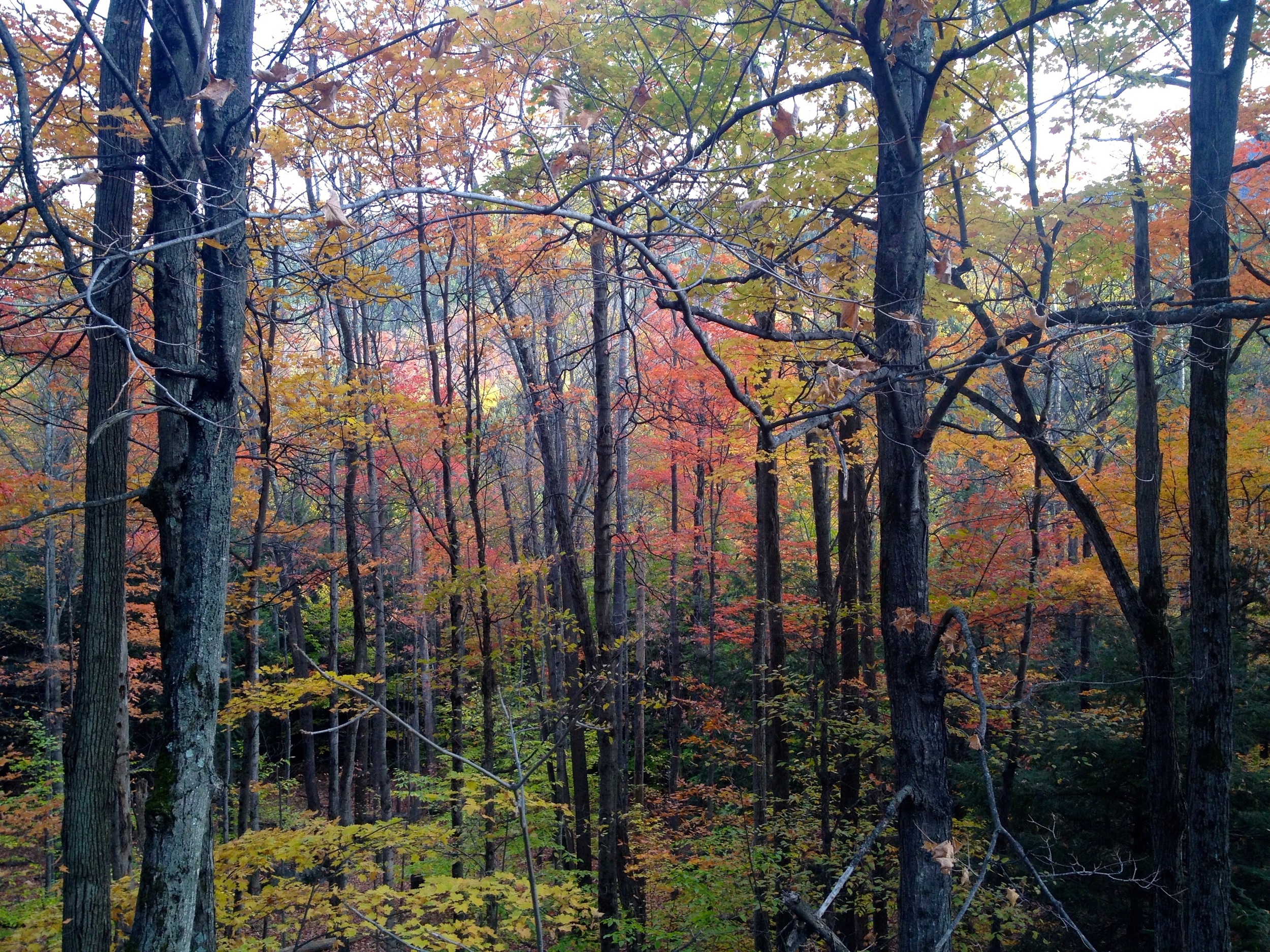 AdirondackAutumn.jpg