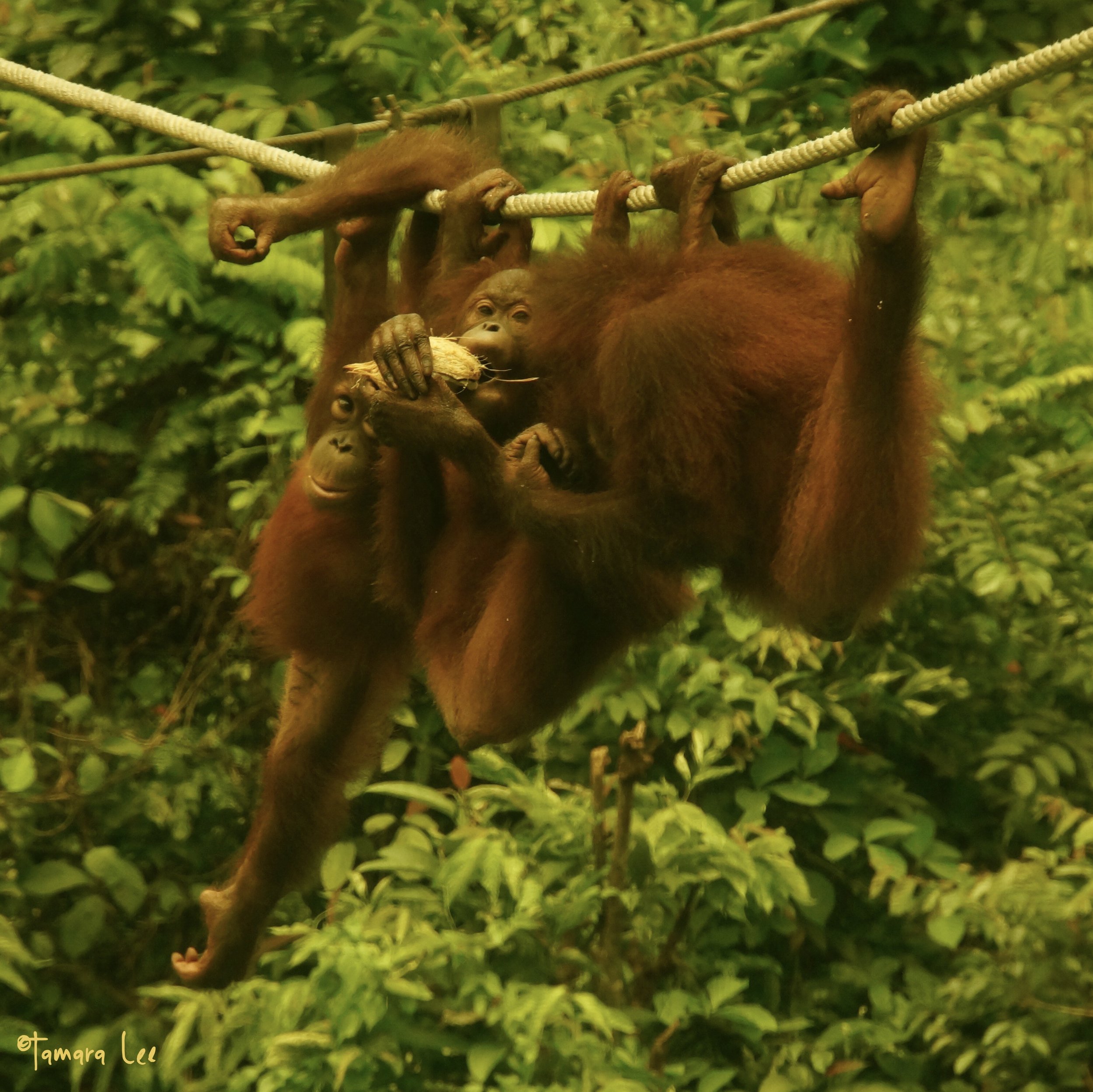 just orangutan-ing around