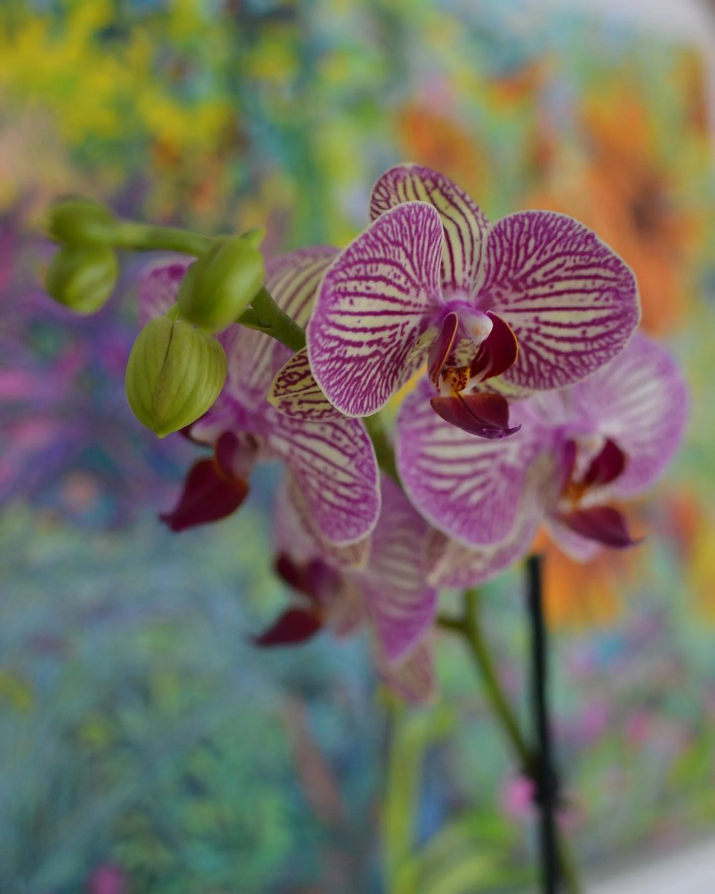 Keeping it tropical #inthestudio while it&rsquo;s blarfff outside #onthecoastofMaine. 🙄
Just snow or be spring already. 
#botanicals #watercolor #paintings #inprocess #orchid #frommyValentine