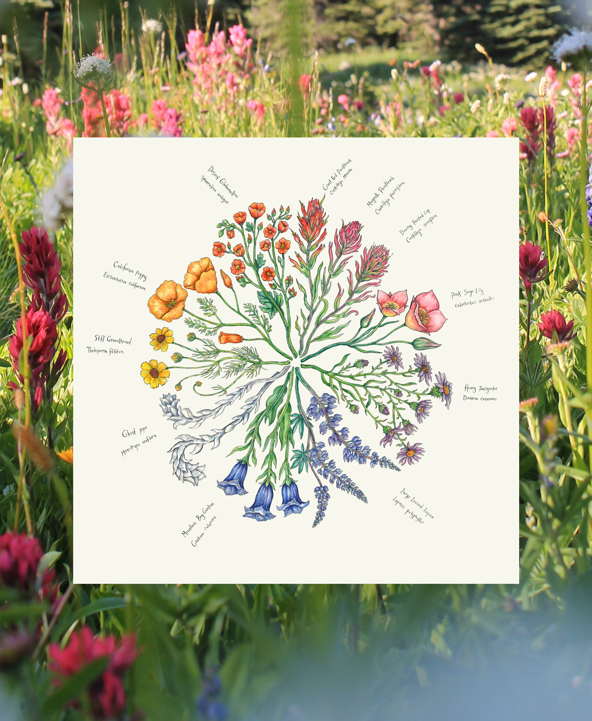 wildflower color wheel cover image.png