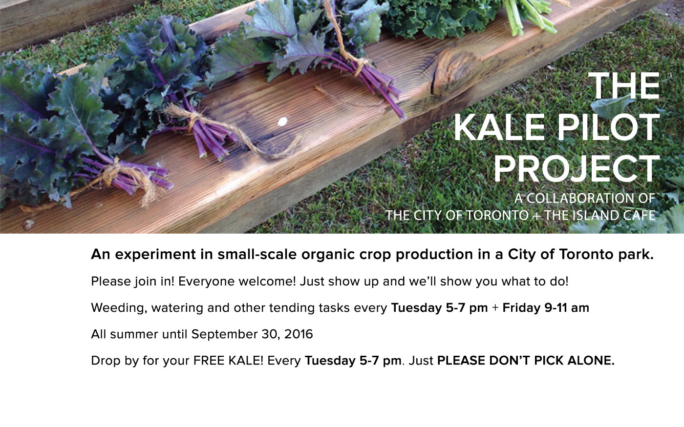 kale-project.jpg