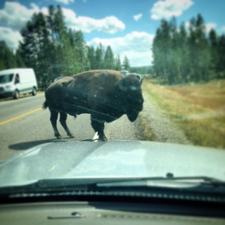buffalo in front of car.jpg