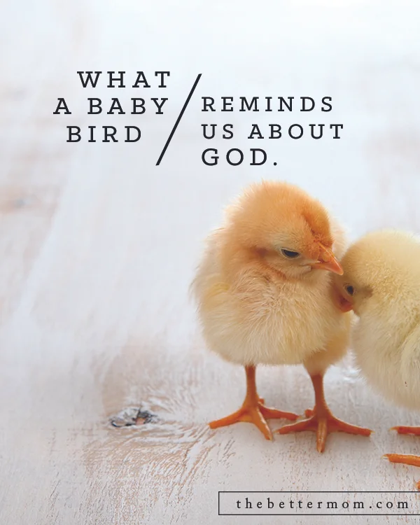 What a baby bird reminds us about God