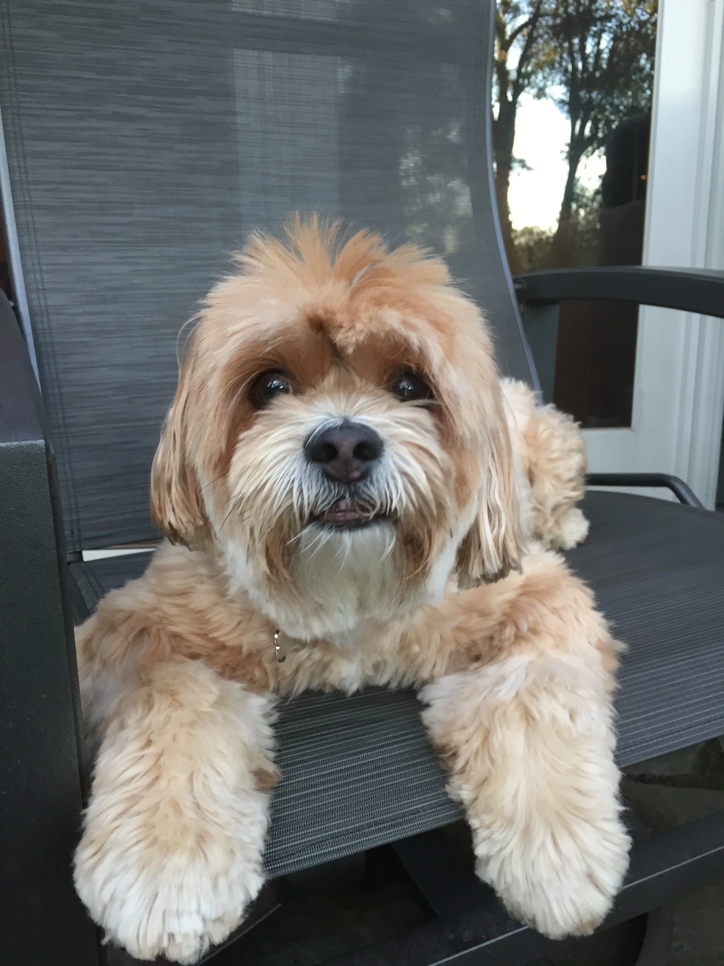  Devo Cup 2015 - Lucy participating in her 4th straight Devo Cup. 