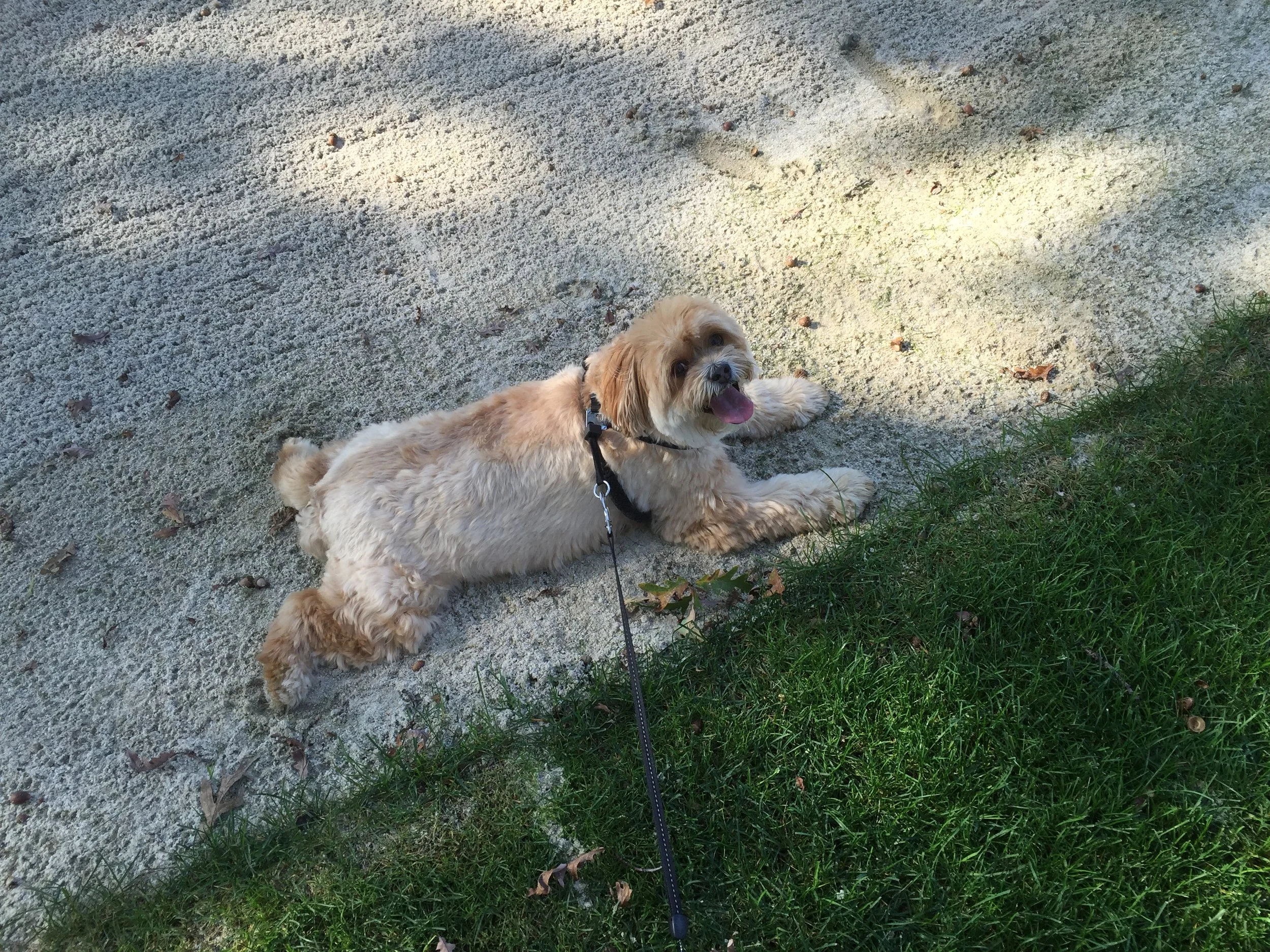  Devo Cup 2015 - Our beloved Lucy enjoying a great spot for the Devo Cup. 