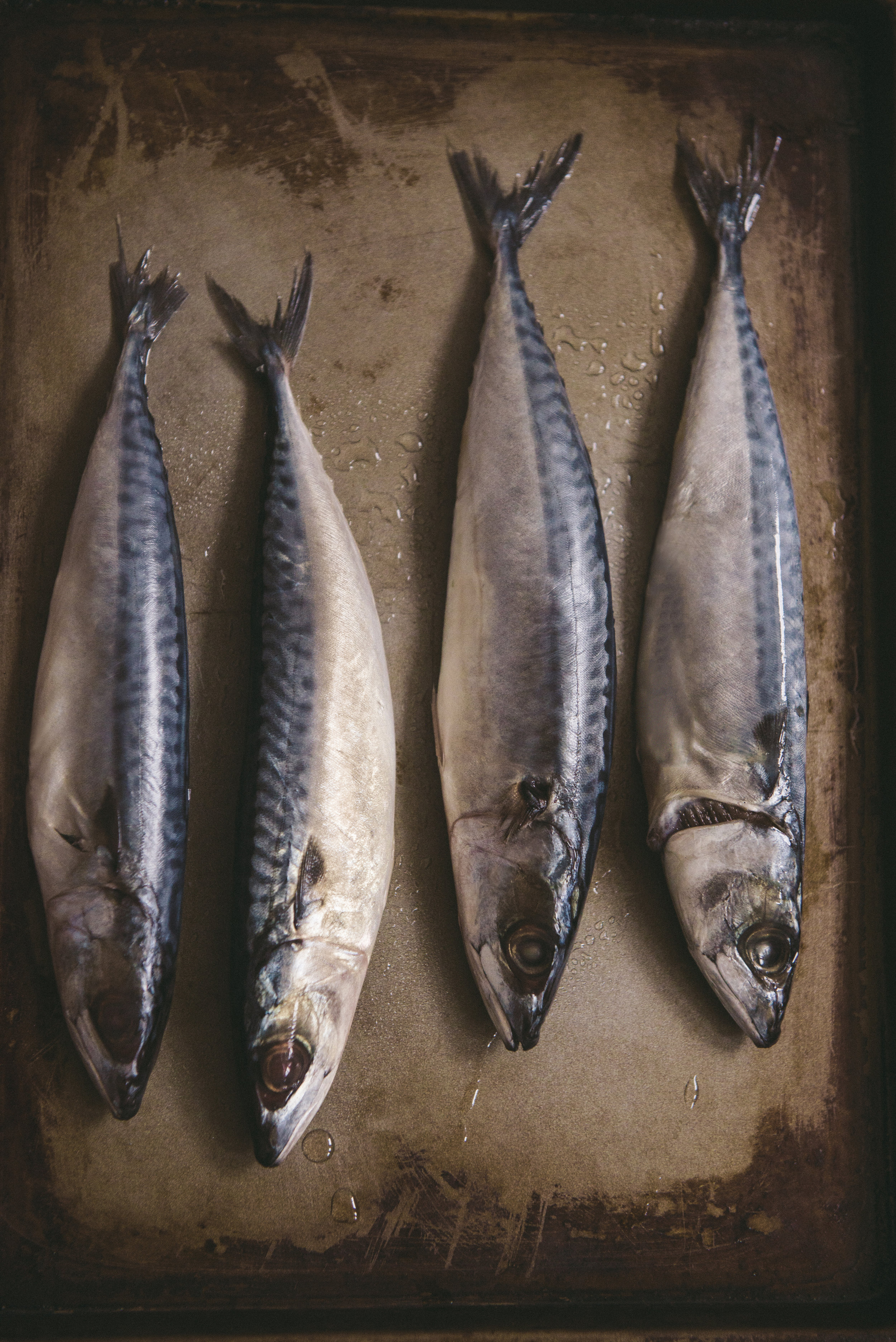 raw mackerel.JPG