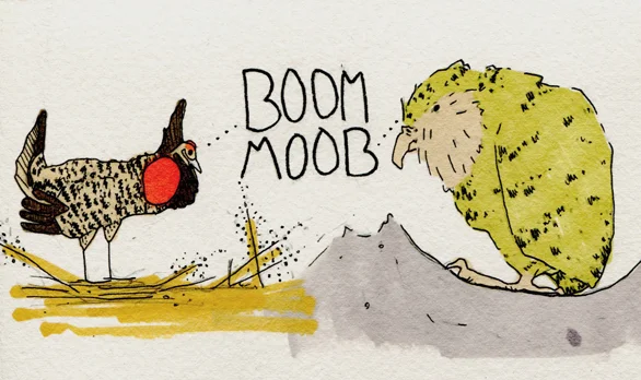 jlbourgeois_priariechicken_kakapo