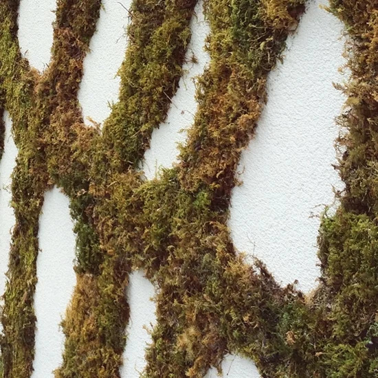 jlb_fib_moss_thumb.jpg