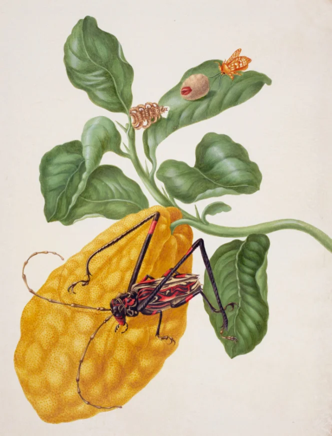 merian_Citron with Monkey Slug Moth and Harlequin Beetle.jpg