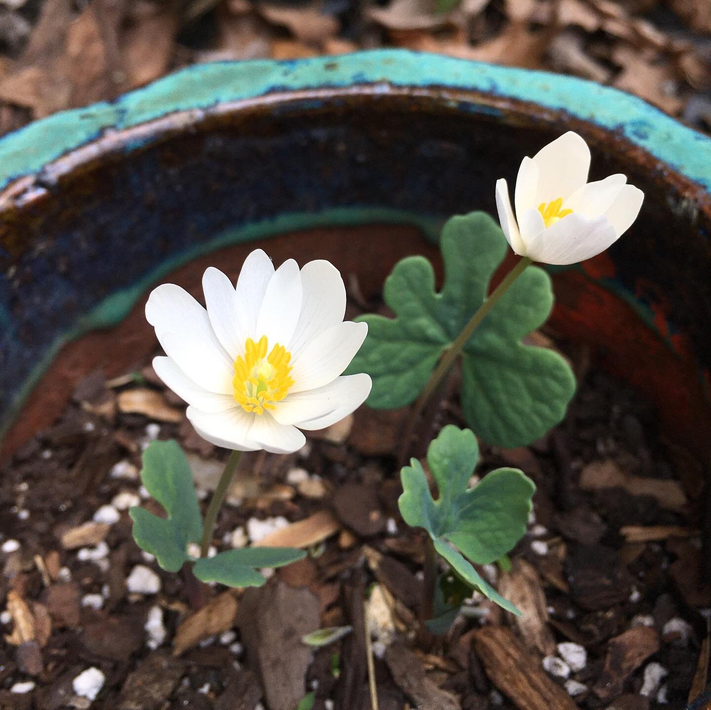 I&rsquo;ve been waiting all year 🥺💘Bloodroot (Sanguinaria canadensis) 
_____
#bloodroot #nativeplants #plantnatives #Sanguinariacanadensis #georgianativeplants #pottedplantgarden