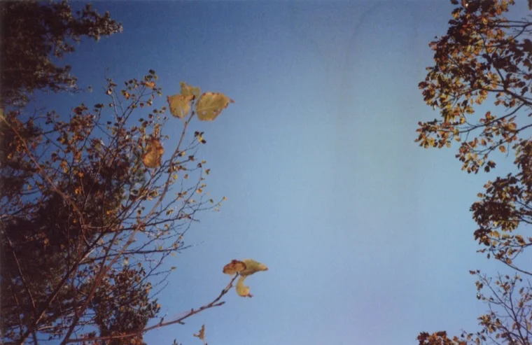leaflight_2012.jpg