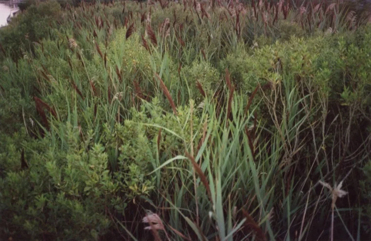 marshland_texture_2012.jpg