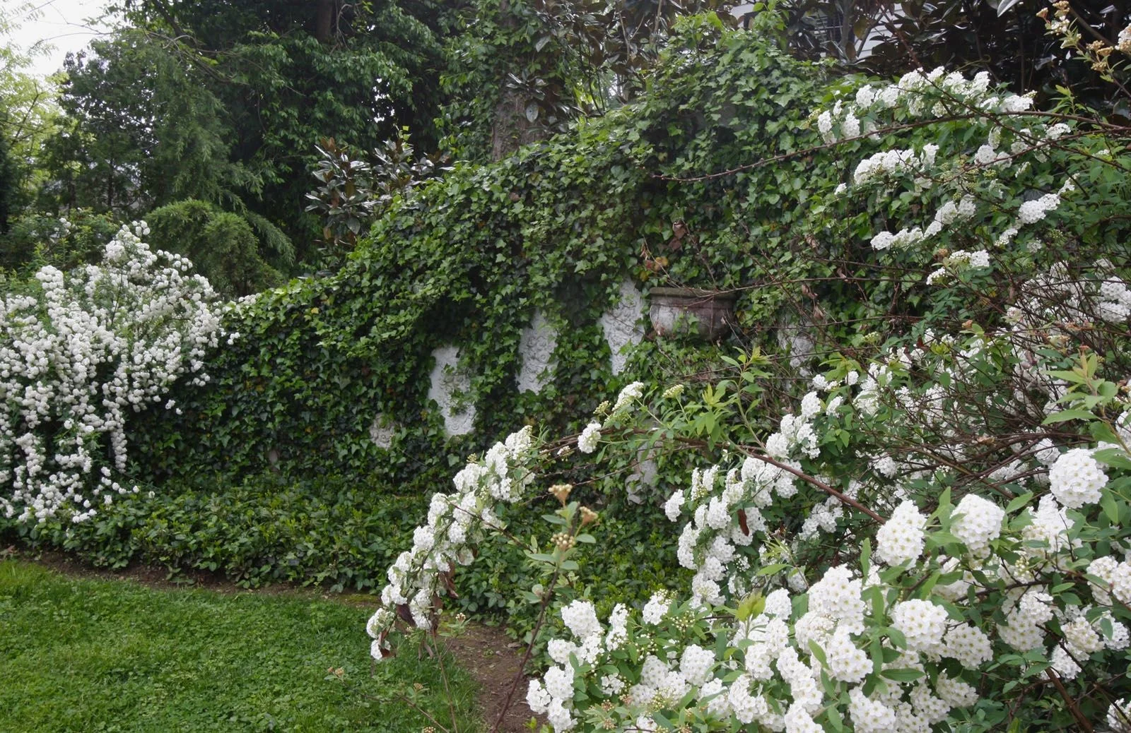Spiraea, Whitehall, Louisville, KY