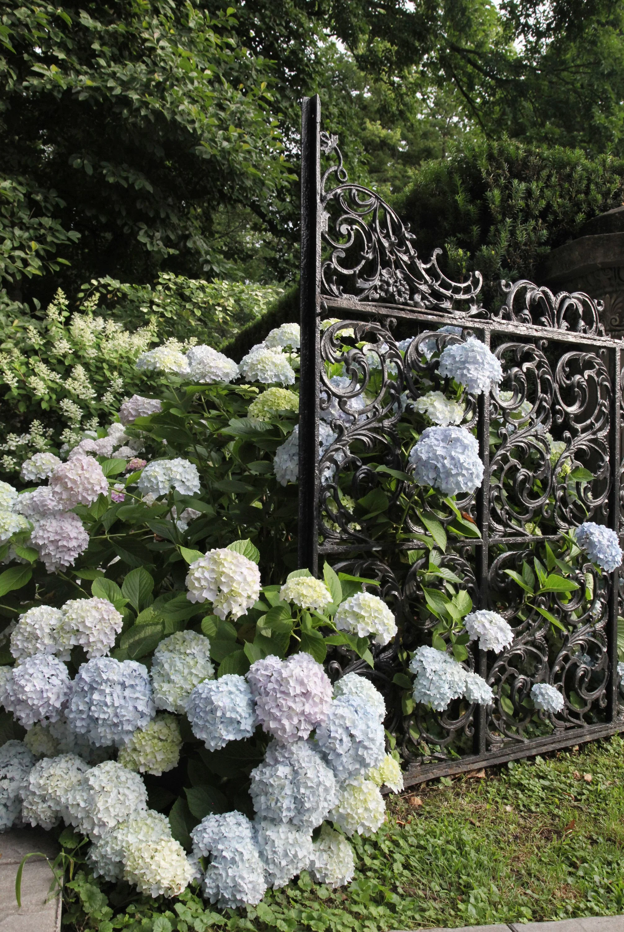 Owsley Brown Frazier Family Hydrangea Garden, Whitehall, Louisville, KY