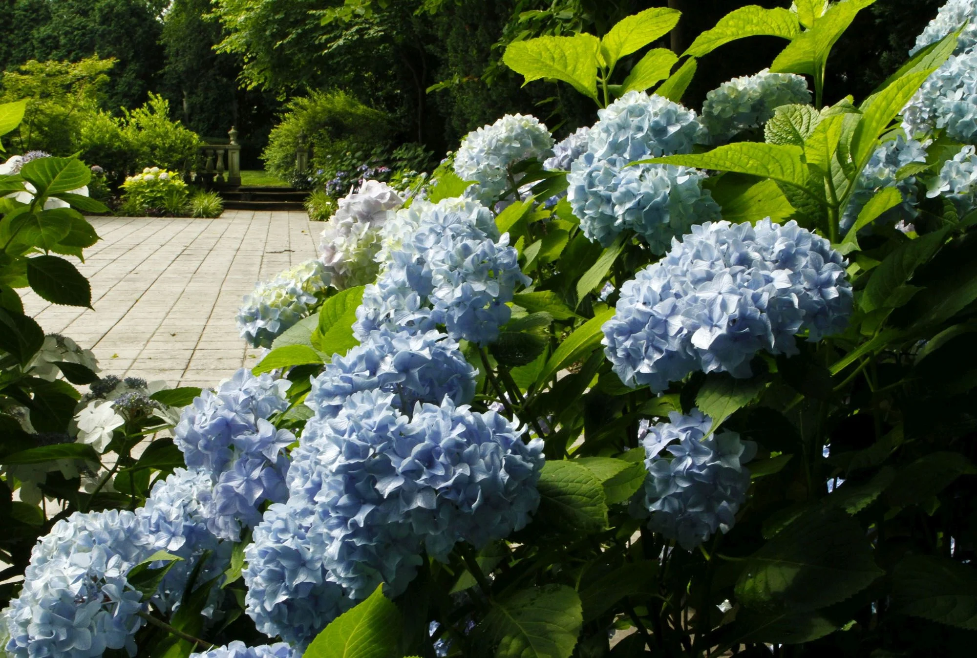 Owsley Brown Frazier Family Hydrangea Garden, Whitehall, Louisville, KY