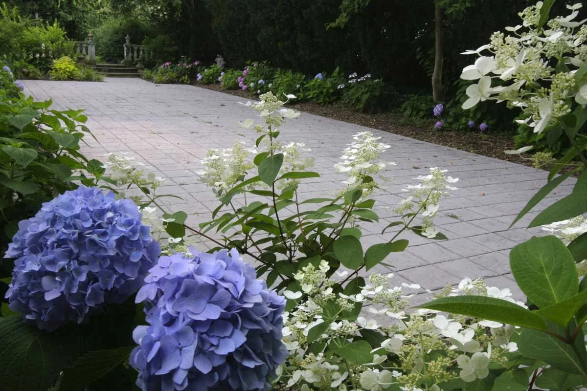 Owsley Brown Frazier Family Hydrangea Garden, Whitehall, Louisville, KY