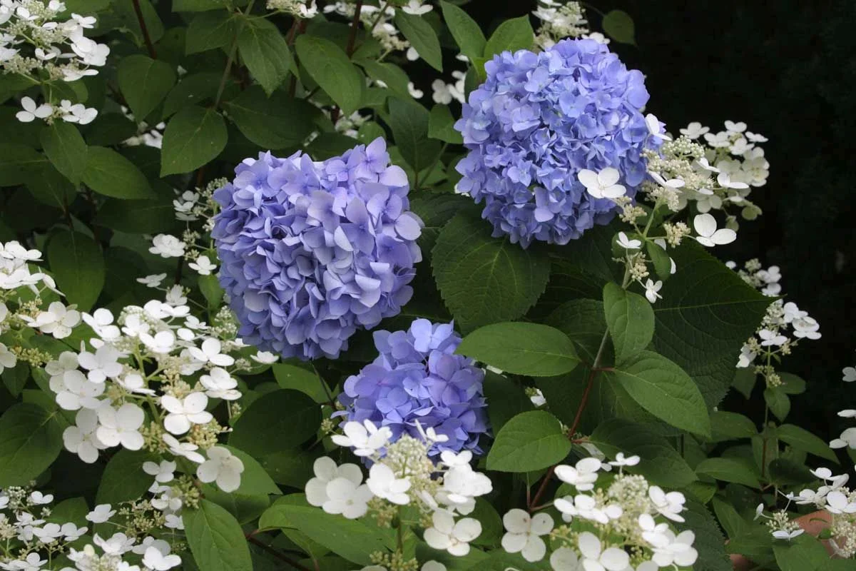 Owsley Brown Frazier Family Hydrangea Garden, Whitehall, Louisville, KY