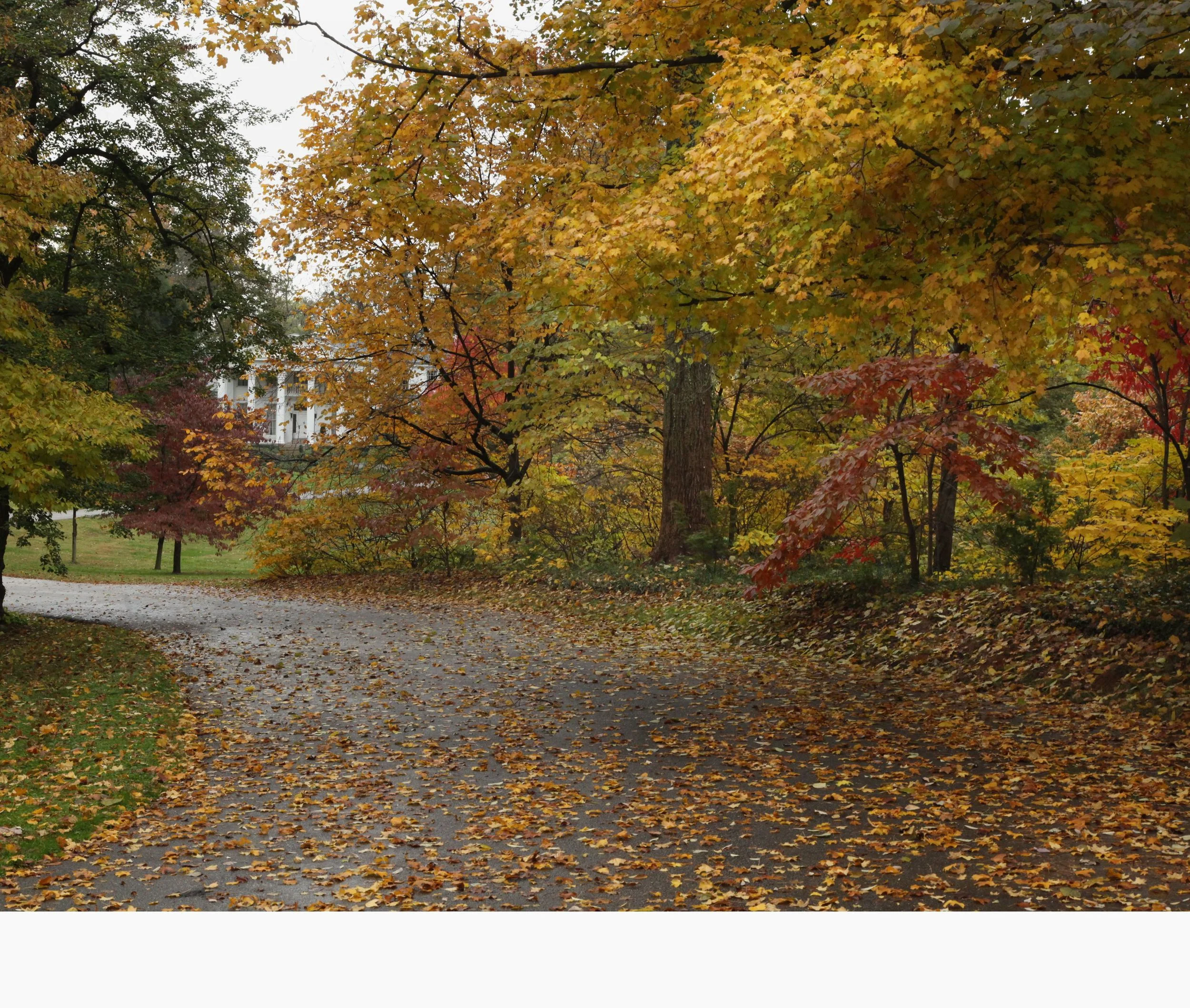 Autumn Scene, Whitehall, Louisville, KY