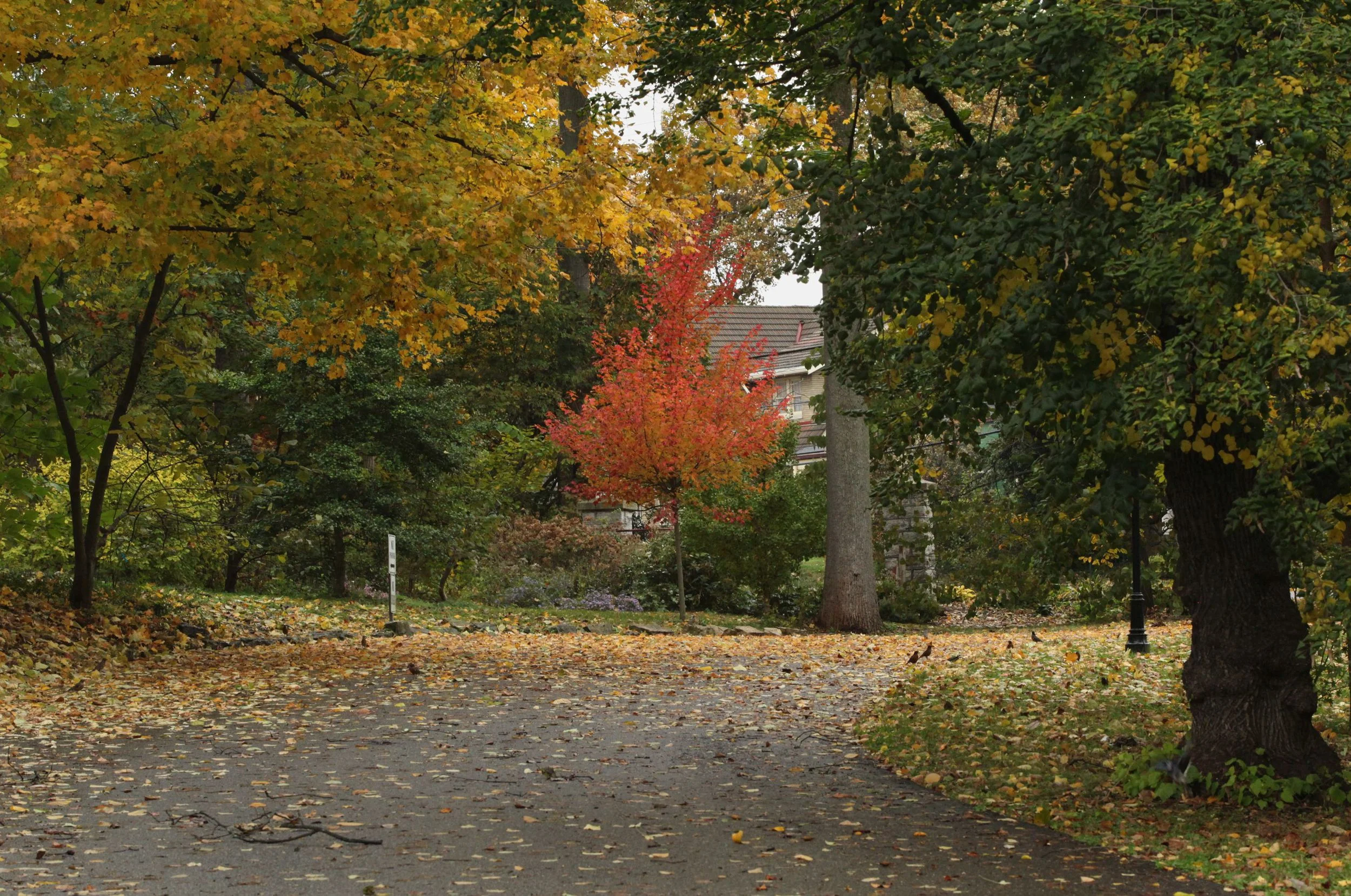 Red Maple, Whitehall, Louisville, KY