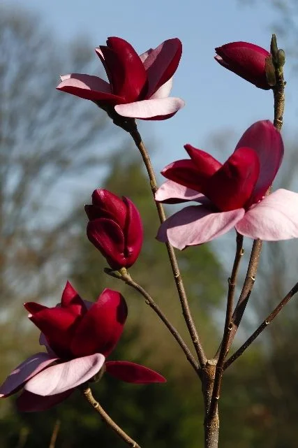 Frank's Masterpiece Magnolia, Magnolia x 'Frank's Masterpiece', Whitehall, Louisville, KY