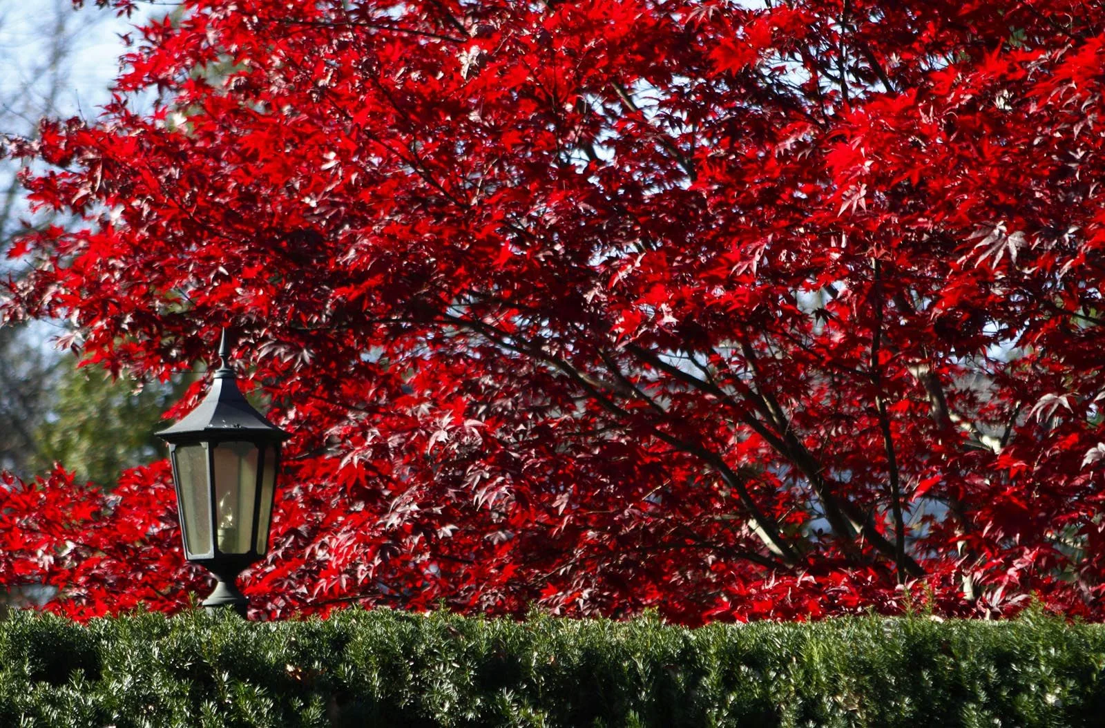 Emperor One Japanese Maple, Acer palmatum 'Emperor One', Whitehall, Louisville, KY