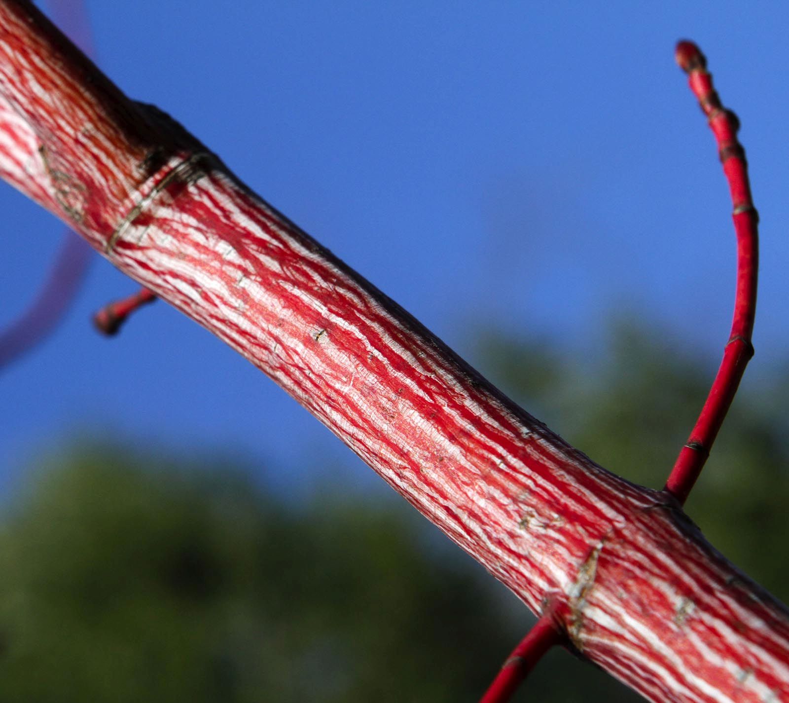 Red Striped Bark Maple, Acer pensylvanicum 'Erythrocladum', Whitehall, Louisville, KY