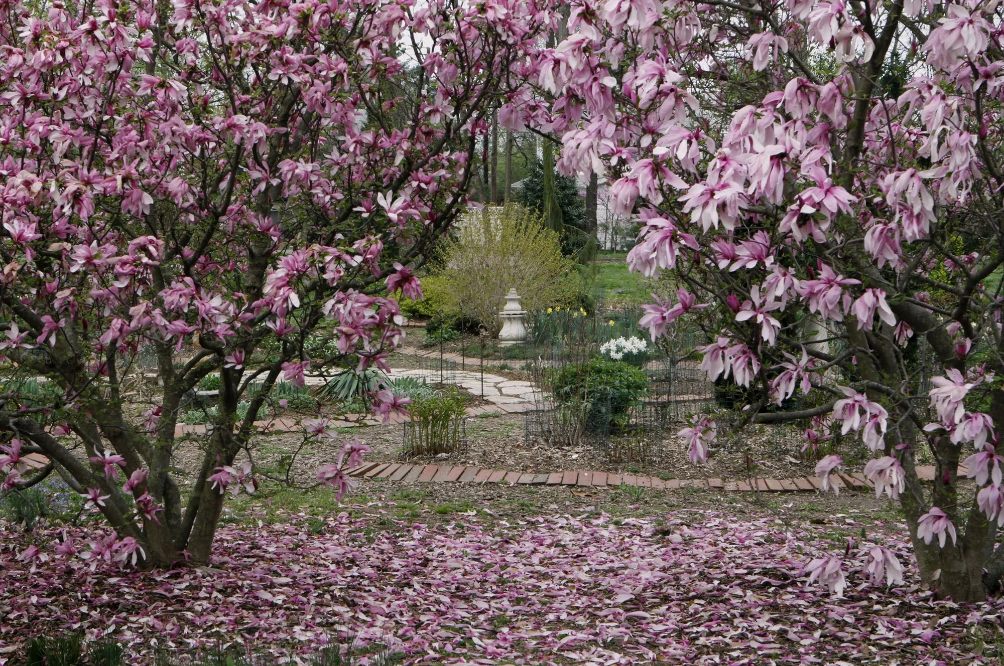 Little girl Hybride Magnolias, Whitehall, Louisville, KY
