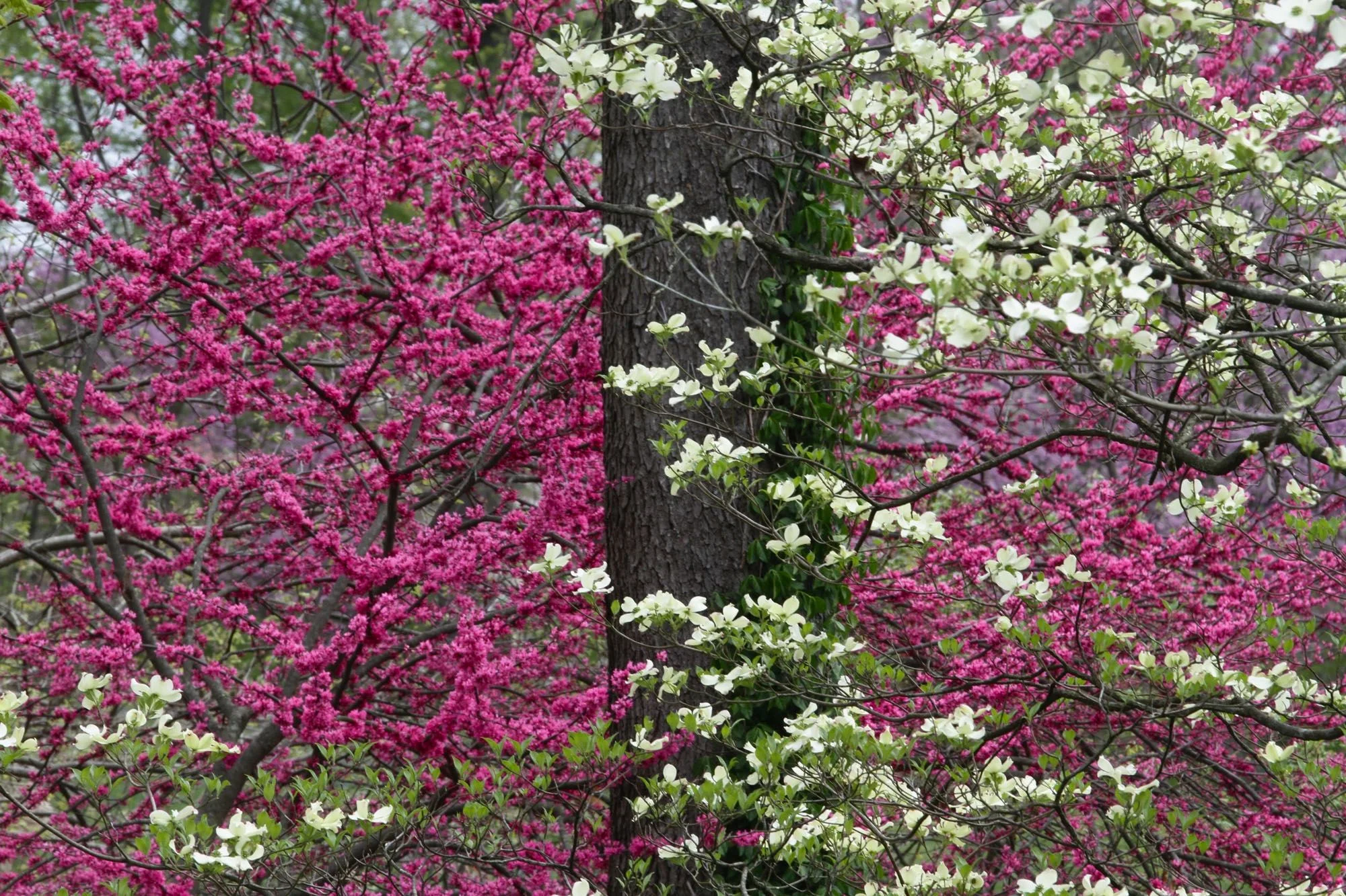 Appalachian Red Redbud, Cercis canadensis 'Appalachian Red', Whitehall, Louisville, KY