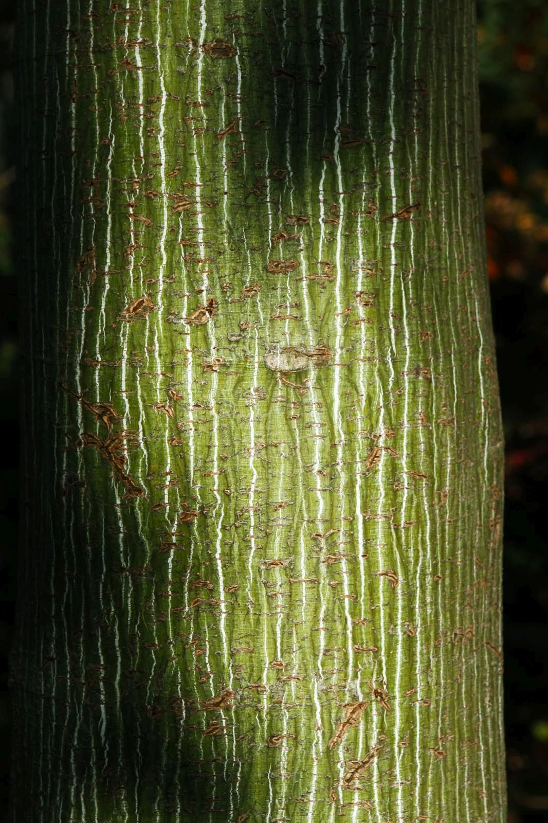 White Tigress Striped Bark Maple, Acer x tegmentosa 'White Tigress', Whitehall, Louisville, KY