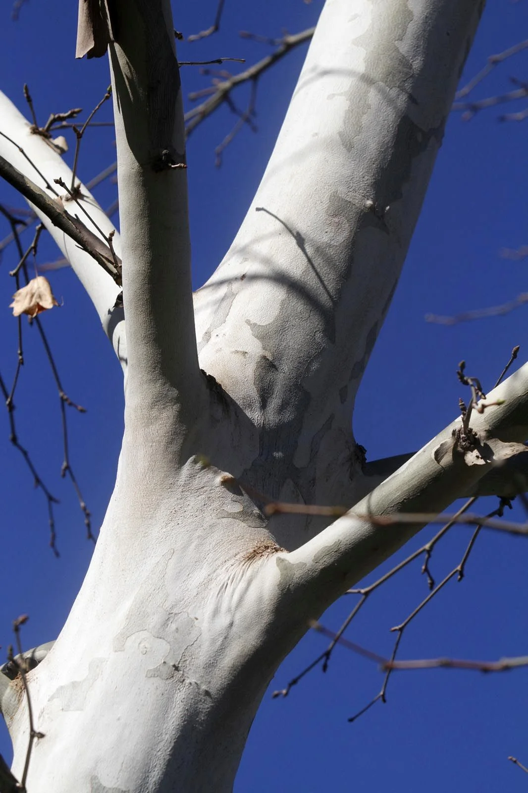 Suttneri Planetree, Platanus x acerifolia 'Suttneri', Whitehall, Louisville, KY