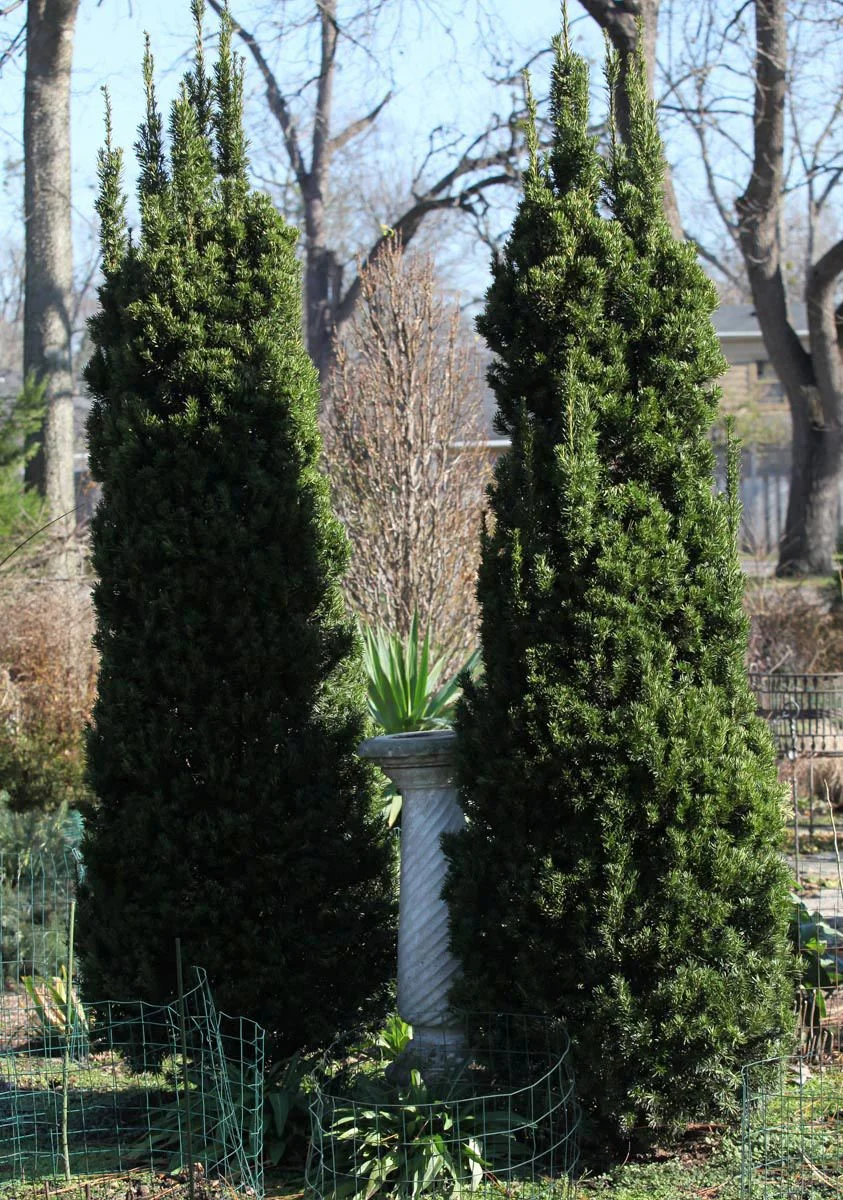 Upright English Yew, Taxus baccata 'Fastigiata', Whitehall, Louisville, KY