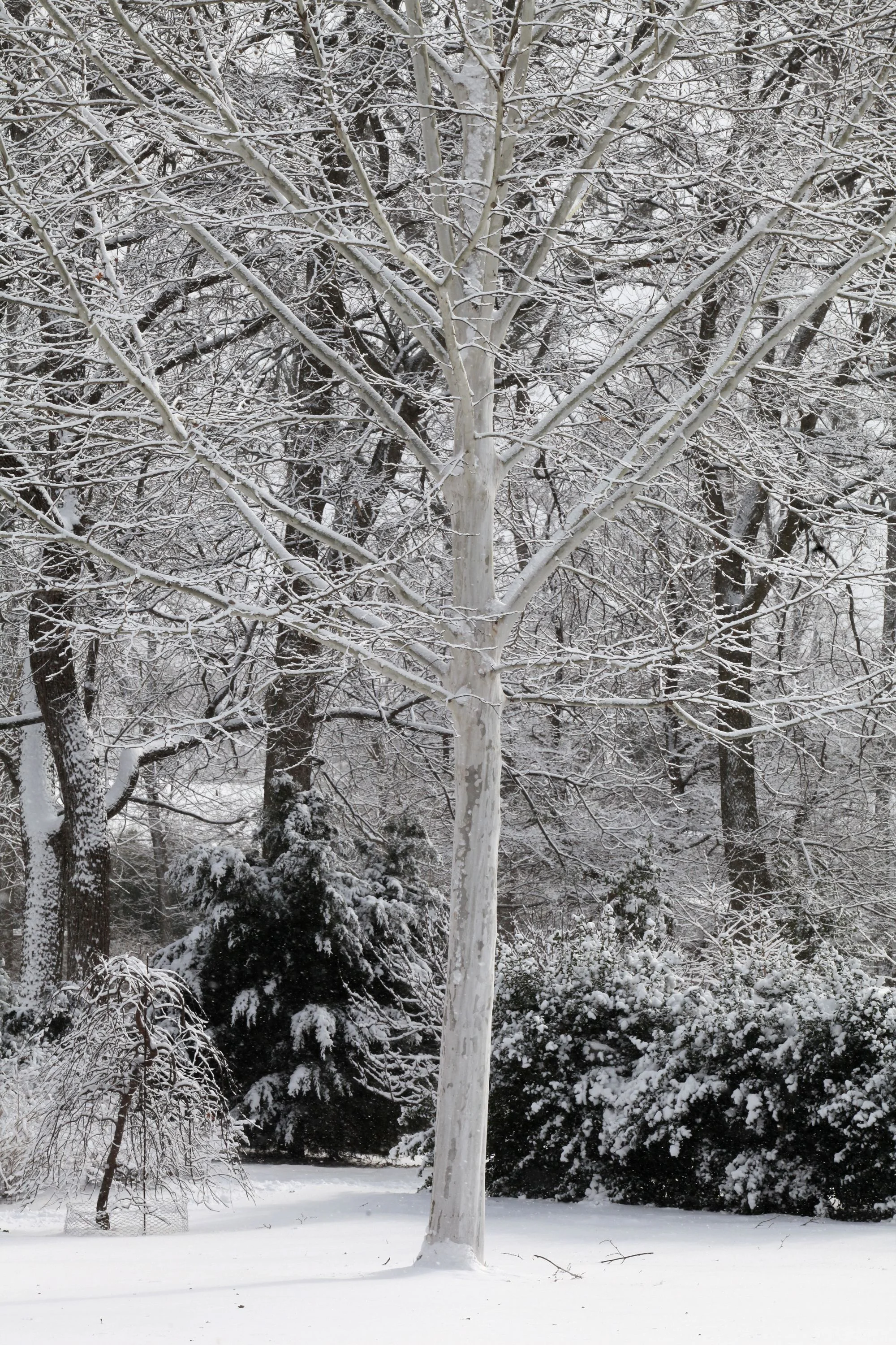 Suttneri Planetree, Platanus x acerifolia 'Suttneri', Whitehall, Louisville, KY