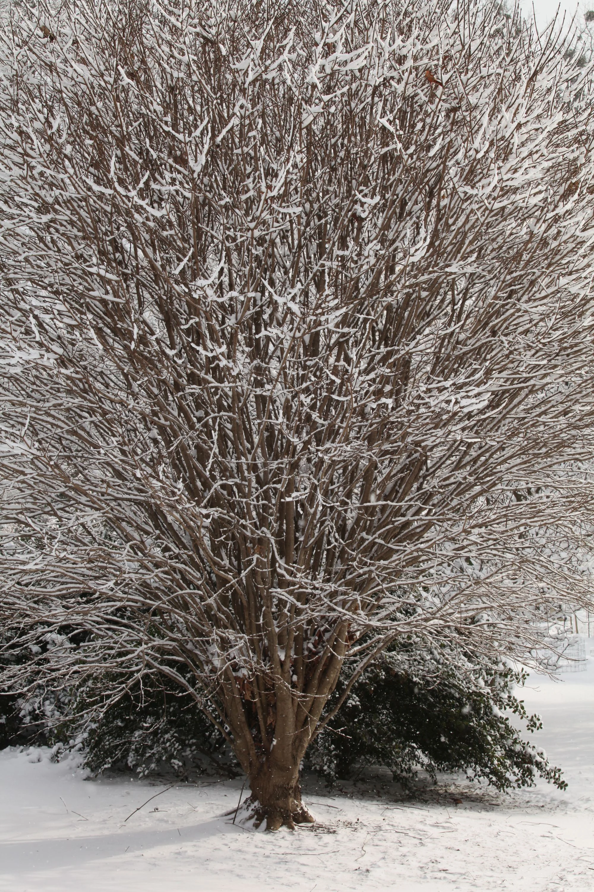 Shawnee Sugar Maple, Acer saccharum 'Shawnee', Whitehall, Louisville, KY