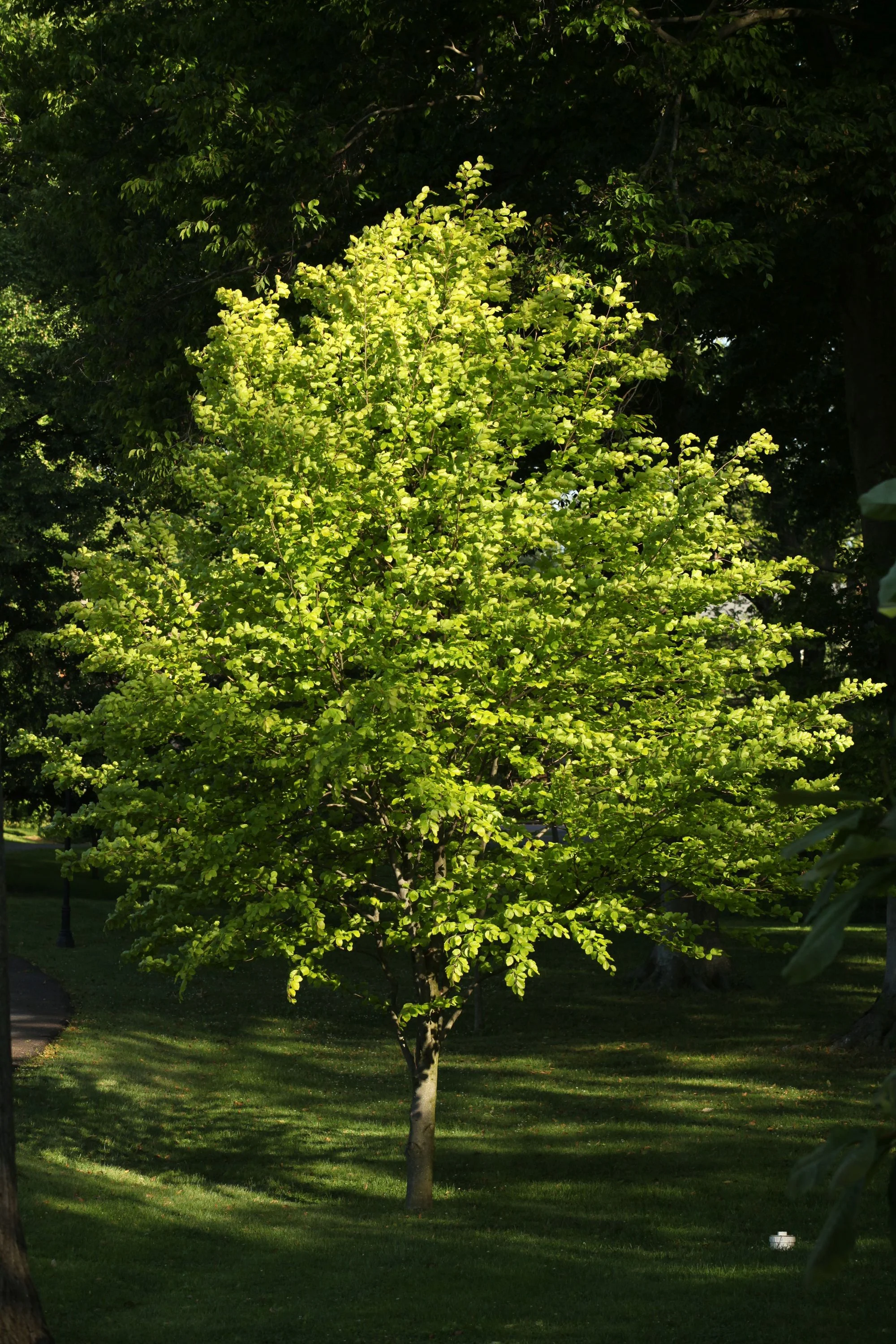 European Beech, Fagus sylvatica, 'Zlatia', Whitehall, Louisville, KY