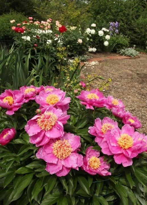 Specimen Garden, Whitehall, Louisville, KY