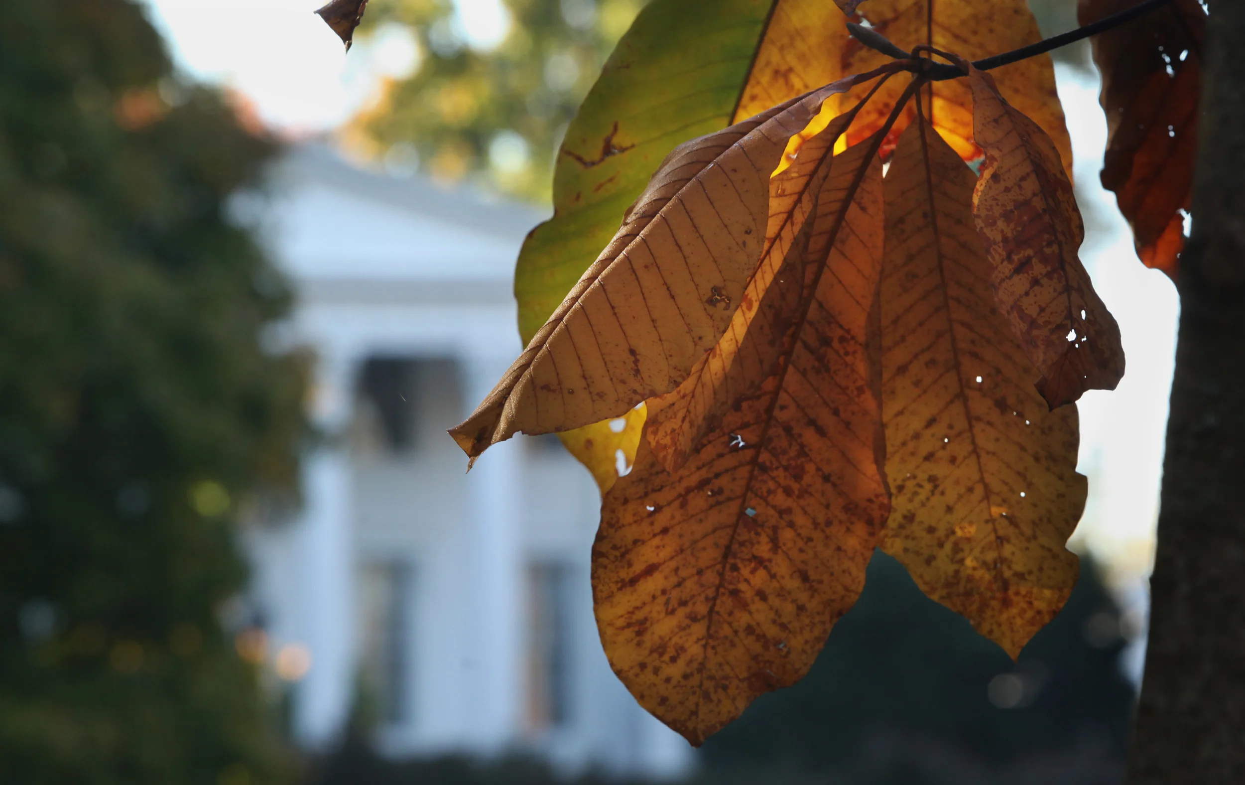 Magnolia officianlis, hypoluca, sieboldii hybrid, Whitehall, Louisville, KY