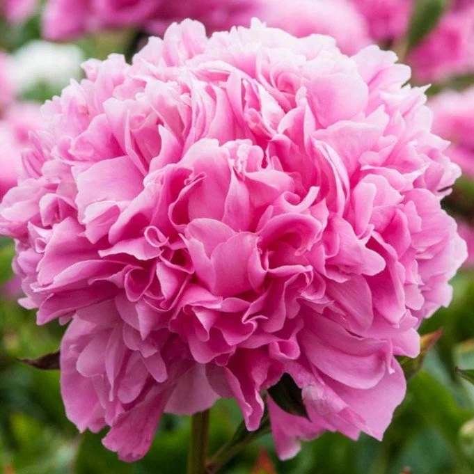 Edulis Superba.jpg