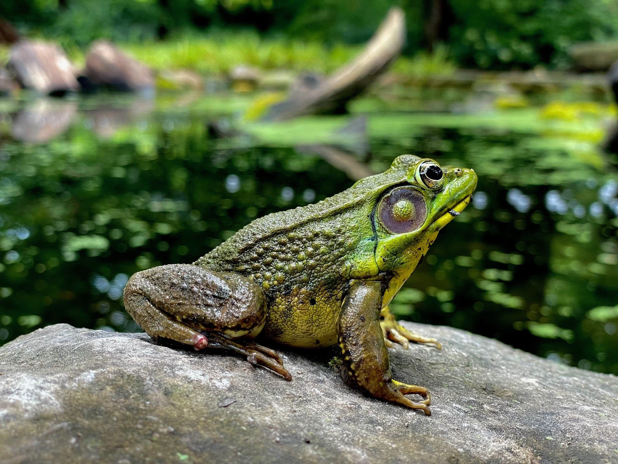 green frog.jpg