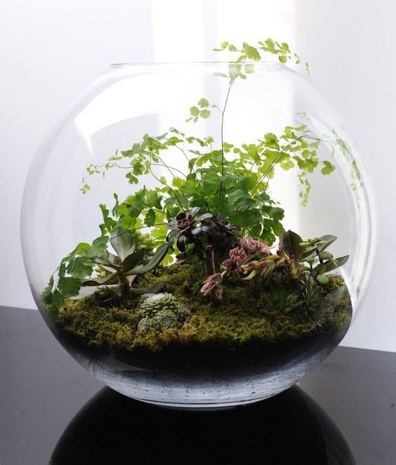 terrarium.jpg