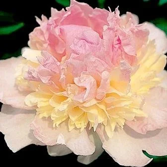 Raspberry Sundae.jpg