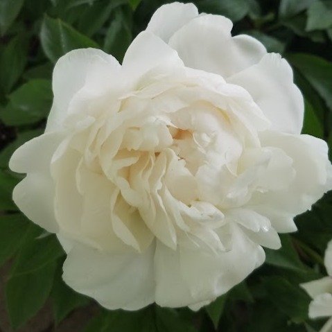 Duchesse de Nemours.jpg