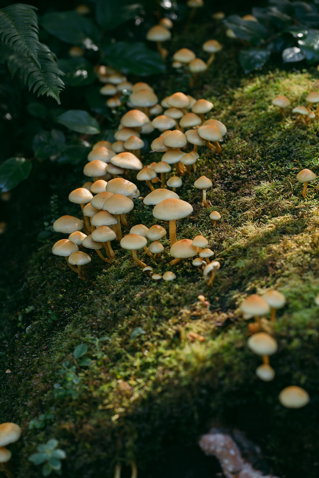 Forrest Elopement Dress by Linyage