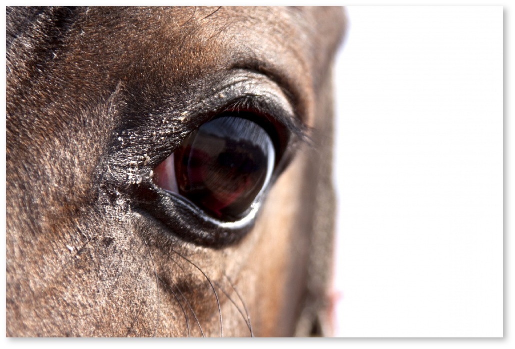 Eye-of-the-horse-shadow.png
