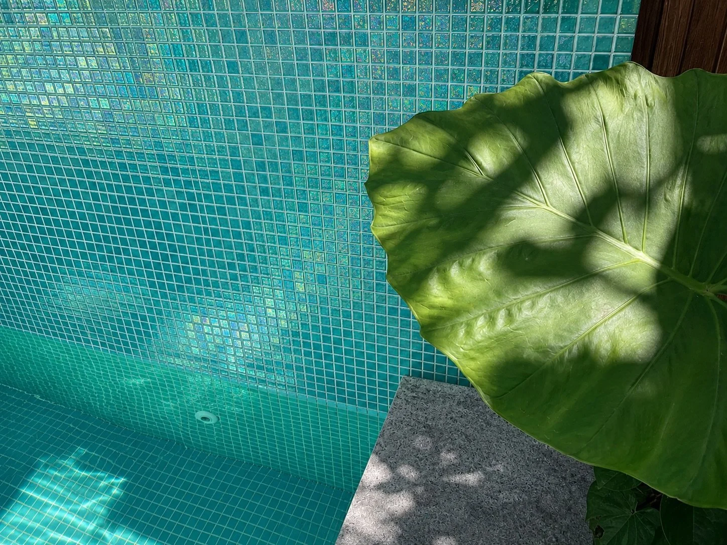 Our Patonga Beach Project, this fully tiled pool designed to feel like your own private tropical escape 🌴✨

With shimmering mosaic tiles, calming natural tones, lush greenery, and sleek modern finishes, this space perfectly balances luxury and relax